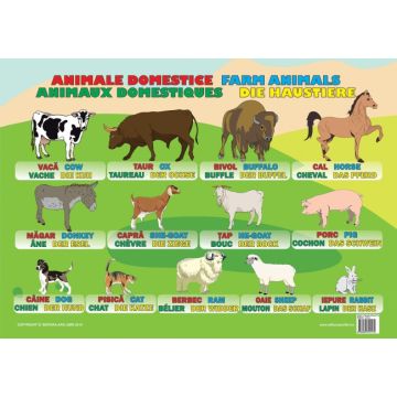 Plansa Animale Domestice (Ars Libri)