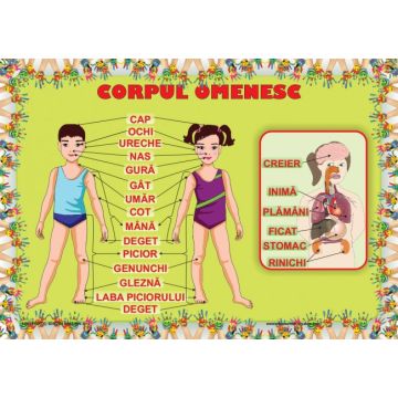Plansa Corpul Omenesc (Ars Libri)