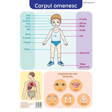 Corpul omenesc - plansa didactica A3 (Diana)