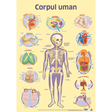 Plansa - Corpul uman (DPH)