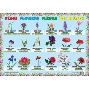 Plansa Flori (Ars Libri)