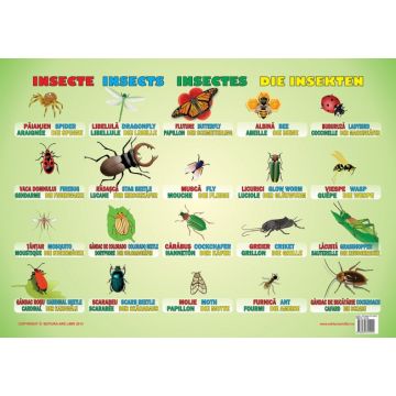 Plansa Insecte (Ars Libri)
