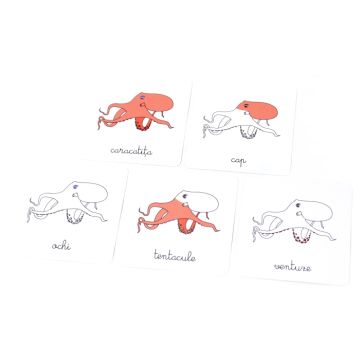 Lecții Montessori - Zoologie • Nevertebrate (Gama)