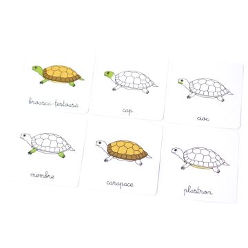 Lectii Montessori - Zoologie • Vertebrate (Gama)