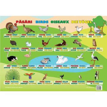 Plansa Pasari
