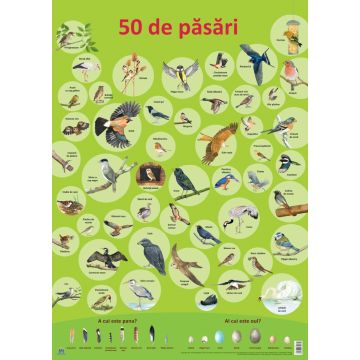 PLANSA - 50 DE PASARI