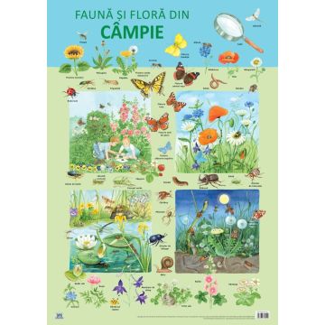 PLANSA - FAUNA SI FLORA DIN CAMPIE