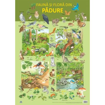 PLANSA - FAUNA SI FLORA DIN PADURE