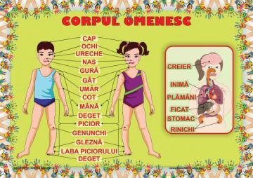 Plansa Corpul Omenesc (Ars Libri)