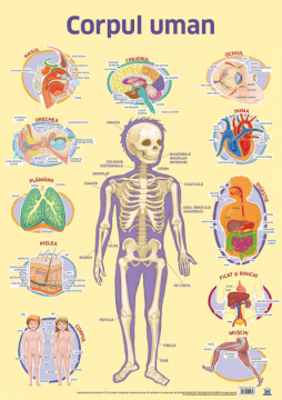 Plansa - Corpul uman (DPH)