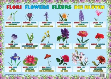 Plansa Flori (Ars Libri)