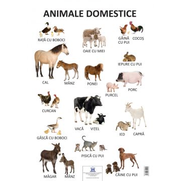 Plansa Animale domestice (Didactica Publishing House)