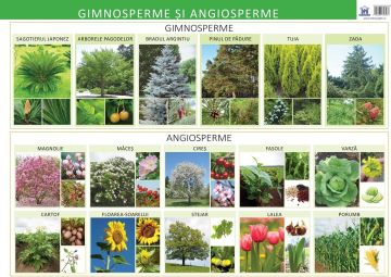 Gimnosperme si Angiosperme - Plansa 