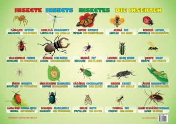 Plansa Insecte (Ars Libri)