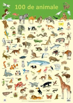 PLANSA - 100 DE ANIMALE