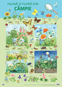 PLANSA - FAUNA SI FLORA DIN CAMPIE