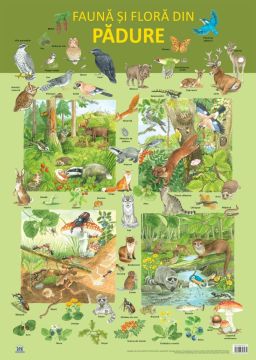 PLANSA - FAUNA SI FLORA DIN PADURE